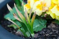 Stagonospora curtisii - Leaf scorch on Narcissus plants
