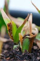 Stagonospora curtisii  - Leaf scorch on Narcissus plants