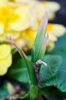 Stagonospora curtisii - Leaf scorch on Narcissus plants
