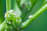Aphids on chilli plant