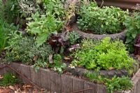 Herbs planted in raised beds made from old tyres 