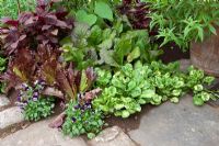 Herbs growing between stone paving slabs 