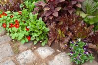 Border of herbs by stone path 