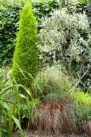 Mixed border included olive, grasses and thuja