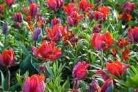 Tulipa 'Rococo' with Erysimum 'Fire King' 