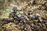 Solanum tuberosum - Emerging shoots of Potato 'Red Duke of York' pushing up through the earth  