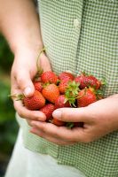 Handful of strawberries - Strawberry 'Florence' - Fragaria