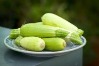Freshly harvested courgettes on a plate. Courgette 'Bianca' - Cucurbita pepo