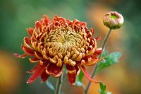 Chrysanthemum 'Hanenburg'