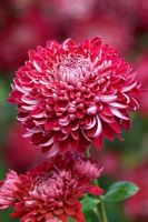 Chrysanthemum 'Barnardos Hope'