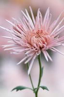 Chrysanthemum 'Pink Splendour'