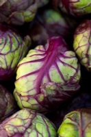 Purple Brussel sprouts - 'Red Rubine'
