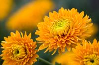 Chrysanthemum 'Princess Armguard Bronze'