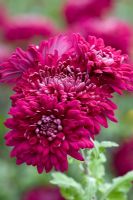 Chrysanthemum 'Sheer Purple'