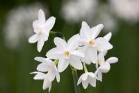 Narcissus papyraceus 'Ziva' - Paperwhite narcissus