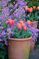 Tulipa 'Jimmy' in a terracotta pot surrounded by honesty - Lunaria annua - at Perch Hill