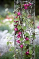 Rhodochiton atrosanguineus syn. R. volubile AGM growing up a metal arch in the cutting garden at Perch Hill - Purple bell vine