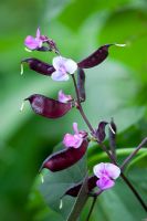 Lablab purpureus 'Ruby Moon' - Hyacinth bean showing flowers and seed pods
