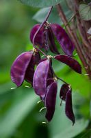Lablab purpureus 'Ruby Moon'  - Hyacinth bean seed pods
