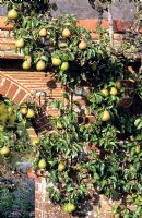 Pyrus  'Doyenne du Comice' - Pears, trained over a brick arch at Great Dixter