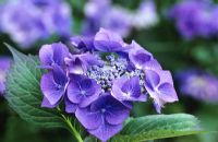 Hydrangea macrophylla 'Blaumeise' - also known as H. m.  'Blue Tit', 'Blue Sky' or 'Teller Blue'
