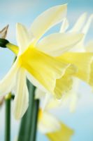 Narcissus x taitii - Daffodil  Div 13 species , April