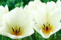 Tulipa 'Purissima' AGM - Tulip, Fosteriana Group, April 
