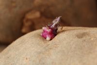 Solanum tuberosum - Potato 'Pink Fir Apple' AGM. Seed potatoes, close up of new shoots or chits. Late main crop, April
