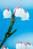 Cassiope mertensiana - White heather 