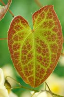 Epimedium x versicolor  'Neosulphureum'  Barrenwort  Bishop's Mitre  Leaf  April
