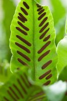 Phyllitis scolopendrium - Hart's tongue fern spores 