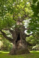 Quercus robur - Majesty Fredville Oak, Nonington, Kent England. English oldest largest tree , September 