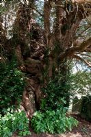 Taxus baccata - Yew tree, Ulcombe churchyard, Kent, England,  September