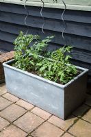 Young tomato plants with spiral supports in galvanised trough