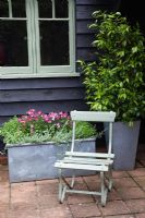 Galvanised container with pink Nicotiana, Marjoram and Thymus. Trachleospermum jasminoides in pot and old wooden chair