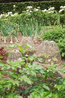 bamboo cloches with courgettes, potatoes and onions in vegetable garden