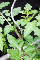 Detail of young tomato plant curling around spiral support