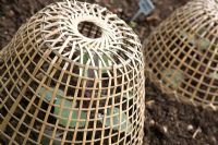 Bamboo cloches covering red cabbage seedlings