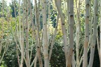 Betula utilis var jacquemontii - Silver Birch stems, trunks and bark in early autumn
