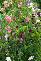 Lathyrus - sweet peas growing on a traditional support with netting and bamboo canes in a Vegetable Garden