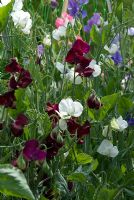 Lathyrus - a mixture of Sweet Peas including 'Mrs Collier'