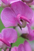 Lathyrus  - Everlasting perennial Sweet Pea with a spider. June