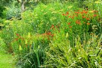 Kniphofia 'Shining Sceptre' amongst some of the garden's Helenium National Collection and Crocosmia 'Gerbe d'Or' - Holbrook Garden, Tiverton, Devon, UK