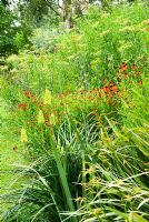 Kniphofia 'Shining Sceptre' amongst some of the garden's Helenium National Collection, Foeniculum - Fennel and Crocosmia 'Gerbe d'Or' - Holbrook Garden, Tiverton, Devon, UK

