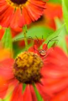 Spider in Heleniums