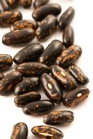 Seeds of Dwarf French Bean 'Tenderbean'.