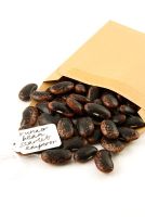 Seeds of Runner Bean 'Scarlet Emperor' falling out of a brown paper envelope with handwritten label.