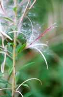 Epilobium angustifolium seeds - Rosebay Willow Herb