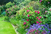 June border with roses, plants inc Rosa 'Rose du Roi', Geranium 'Johnsons Blue', Astrantia 'Hadspen Blood'