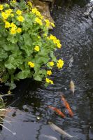Caltha Palustris bordering pond with fish.
